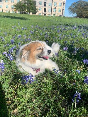 Basking in the bluebonnets