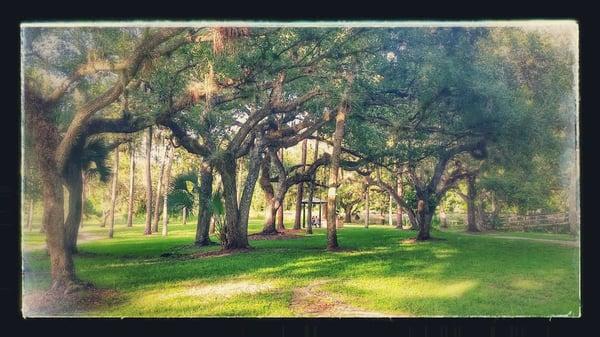 Huge oak trees and plenty of shade at Depot and Island Parks.