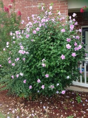 Blooming flowers in front of one of the apartment buildings at The Links