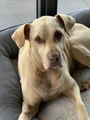 Virginia love resting on her pillow after her walk