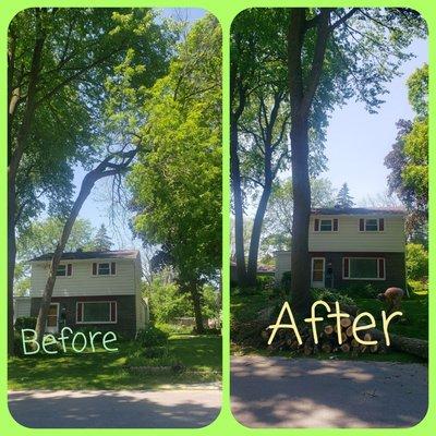 Ash killed by the Emerald ash borer