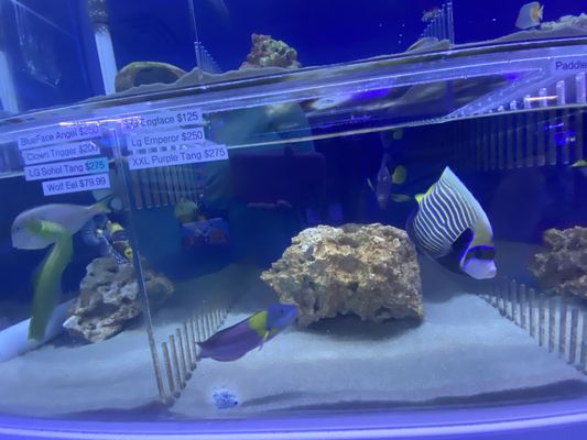 Purple tangs