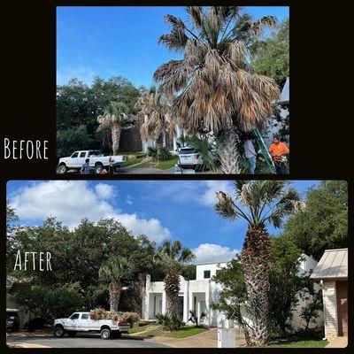 Palm Tree Pruning