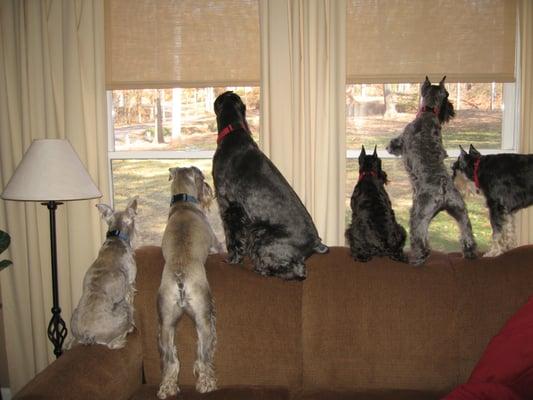 We are groomed and ready for Christmas in this photo...watching for Santa Claus! We look good, coming and going!