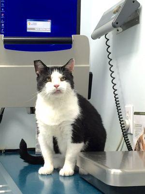 Vinny at Cheshire Cat Hospital for a check-up.