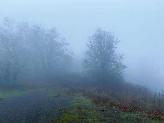 Foggy hike today