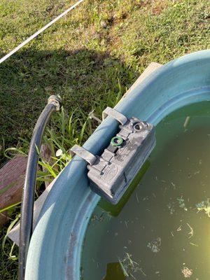 Broken water trough floater for months. Mosquito larva as the water troughs are rarely cleaned.