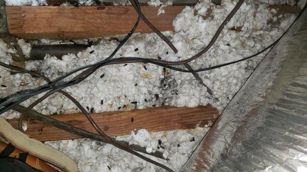 Rodent droppings in attic insulation