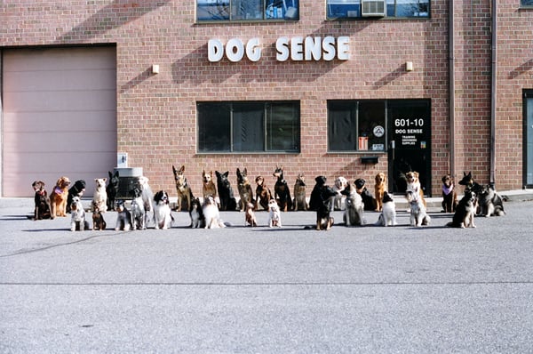 Dog Sense Unlimited