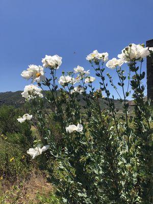 San Pasqual Battlefield