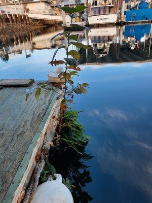 Sure sign of YEARS of dock neglect. This tree has had enough time to grow at least 3ft tall!