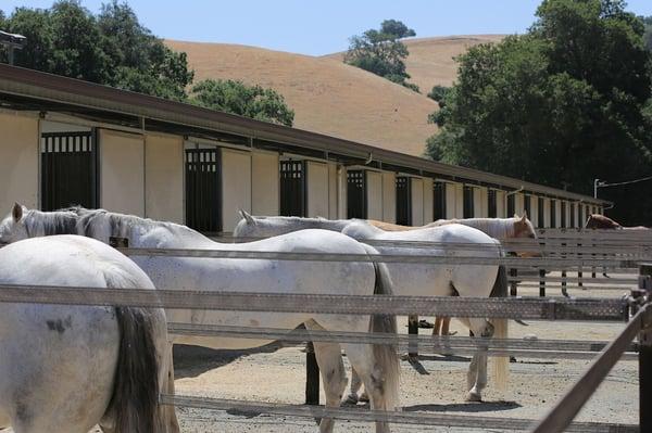 NPE has available box stalls, stalls with 12x10, 12x12, 12x24 paddocks and mare motels.