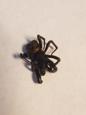 Primitive Hunting Spider found in a warehouse