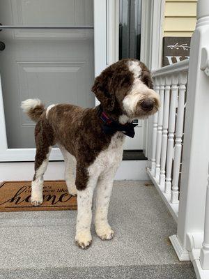 Fancy doodle with his bow tie and new cut!