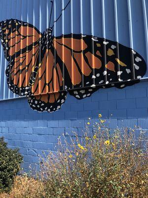 A monarch butterfly