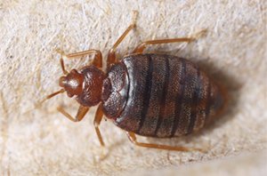 Live Bedbugs