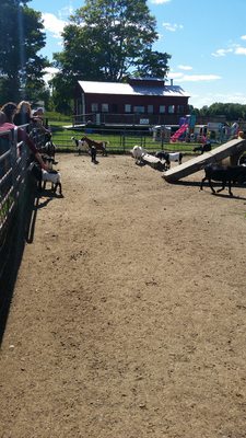 Petting and feeding the goats