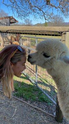 Alpacas at Lone Ranch