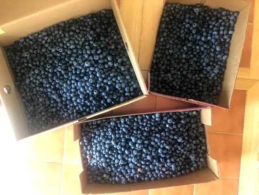 So many blueberries!