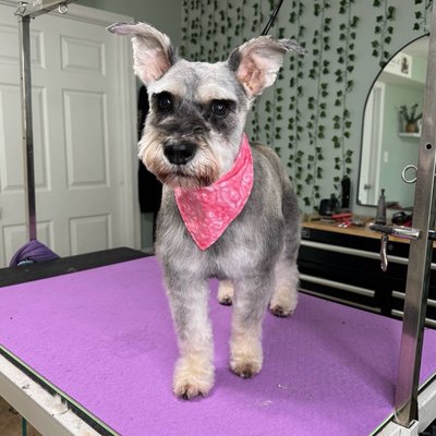 Well groomed mini schnauzer