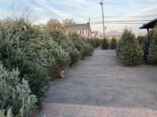 Hundreds of fresh cut Premium Trees