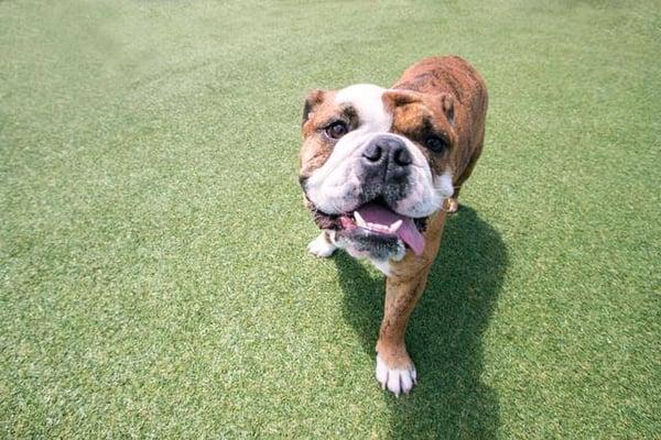 Winston enjoying some daycare