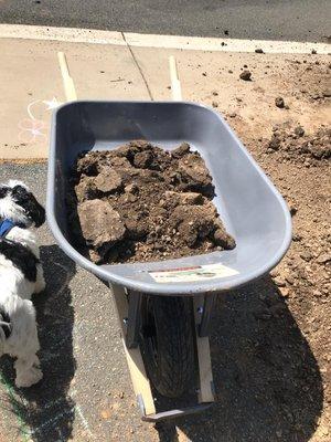 One of many wheelbarrows full of clay