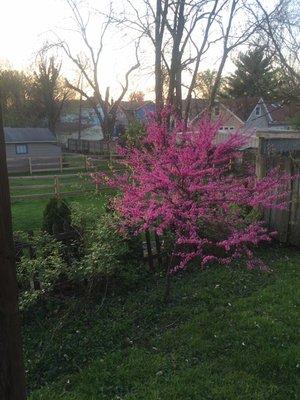 Perfect Cut Tree Service