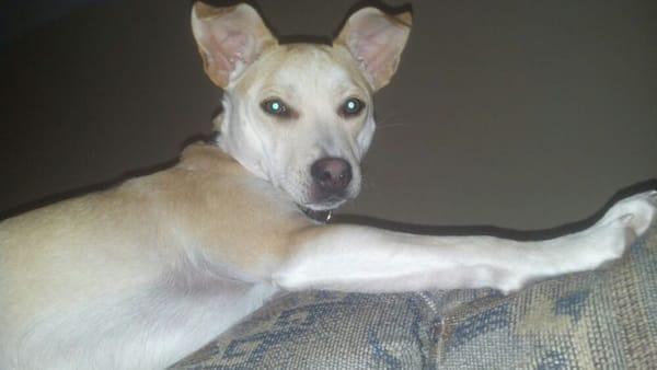 Sally chilling on the back of the couch. She's such a cuddle monster!