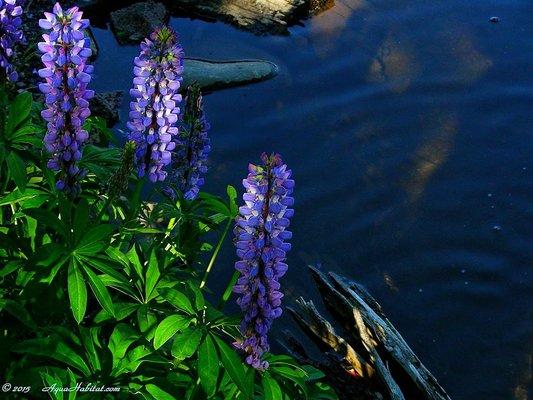 Ponds By Biologists