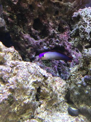 Beautiful purple fire fish!