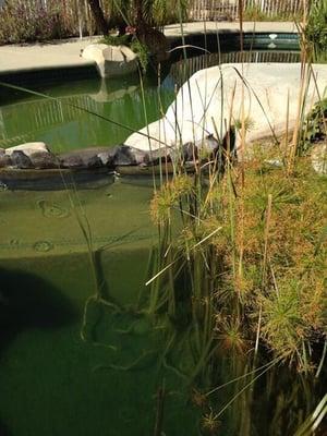 Bank owned. Realtor called said tenants turned pool into fish pond. Lol we've seen it all now.