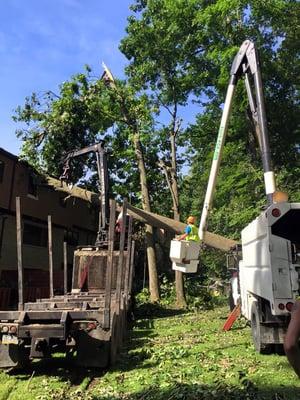 Tulip poplar, 120 feet tall, 26" DBH diameter breast height