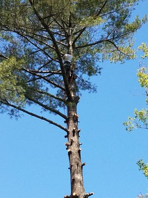 This is a picture of Mark the Tree Cutters Giant tree Beaver.  He is 120 ft in air cutting huge pine tree.