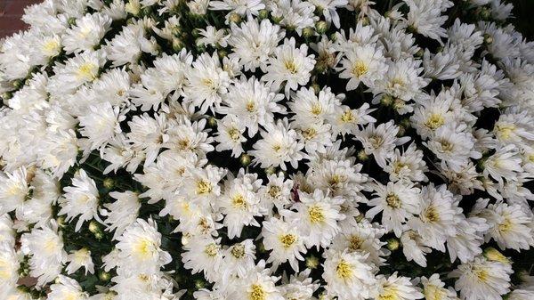 Grandma's daisies are so beautiful