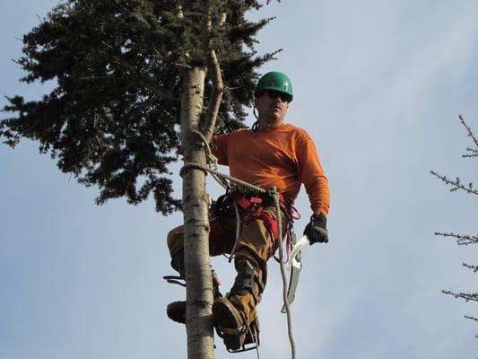 Waddell's Yard & Tree Service