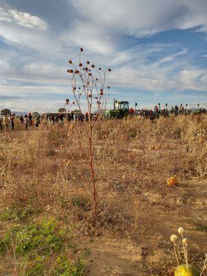 In the background line of people waiting to get back on the hayride