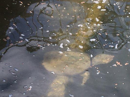 The alligator snapping turtle you can feed.