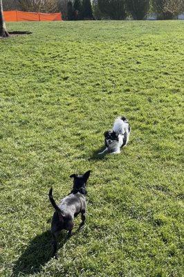 Hondo Dog Park