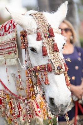 Daisy dressed for the Baraat - Photo by Braja Mandala