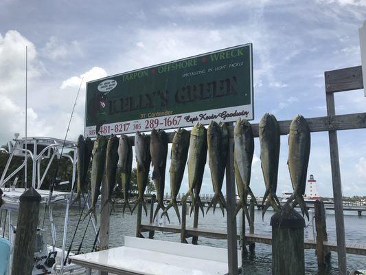 Mahi Mahi and mangrove snapper.