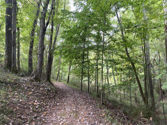 A trail in the woods