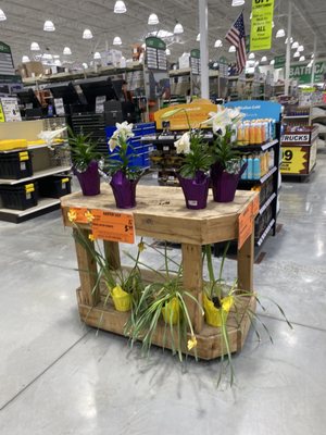 Easter Lily on Sale