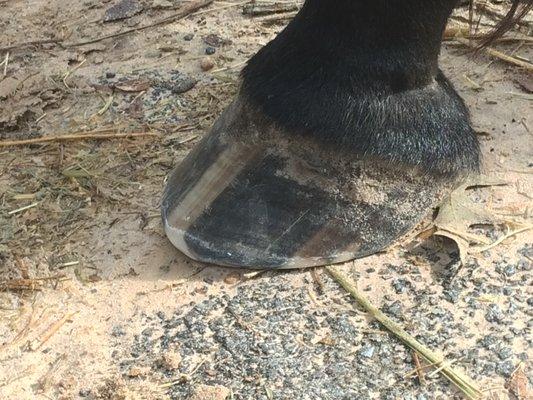 Barefoot Farrier On site!