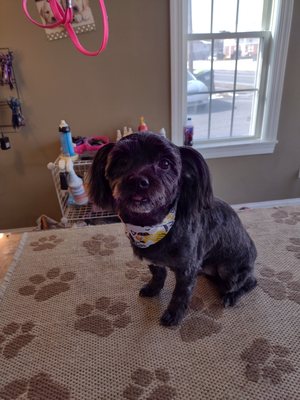 Handsome boy Raz after his spa day