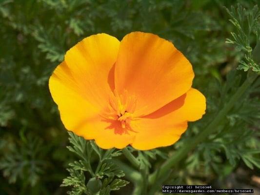 logo- California Poppy