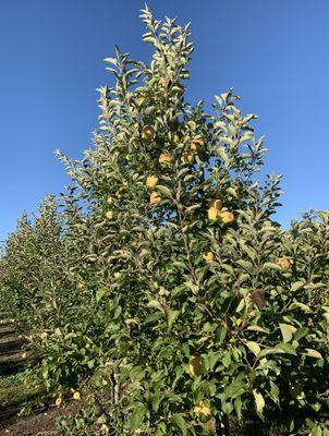 Apple picking in Indiana