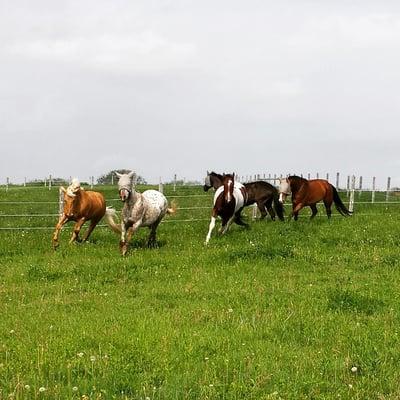 Large grass pastures rotated regularly.