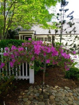 Landscape Design & Installation of Trees/Shrubs by E.G. Landscapes Services