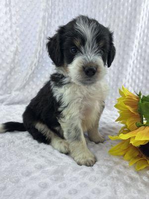 Handsome little bernedoodle